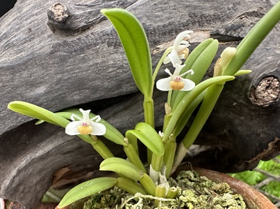 最近こんな花が咲きました